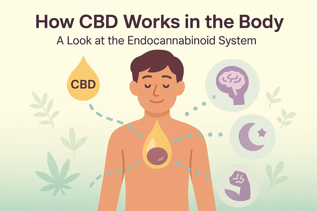 How CBD Works in the Body?