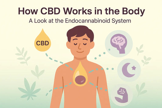 How CBD Works in the Body?